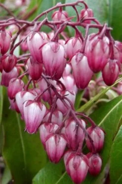 Katsura Pieris - 2 Gallon Pot 12 Katsura Pieris - 2 Gallon Pot -Plant Shop pieris japonica katsura 30