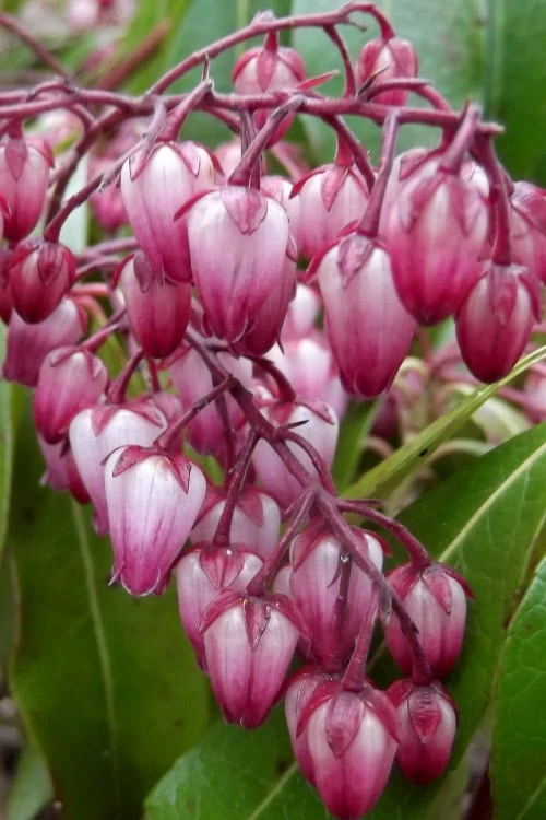 Katsura Pieris - 2 Gallon Pot 7 Katsura Pieris - 2 Gallon Pot - Image 5