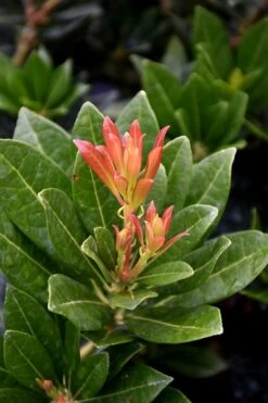 Southern Lady Pieris - 3 Gallon Pot 11 Southern Lady Pieris - 3 Gallon Pot -Plant Shop pieris japonica southern lady 2