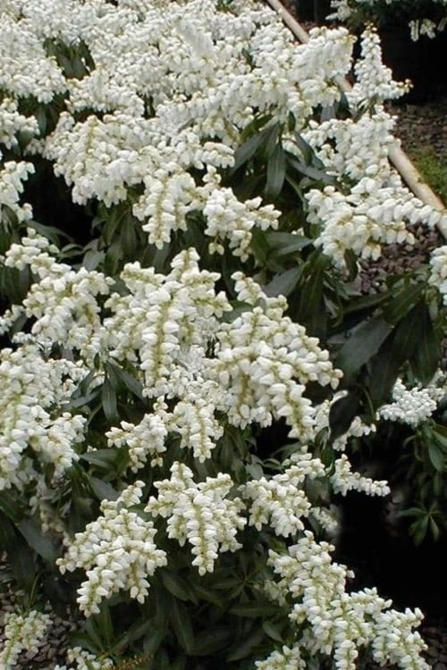 Southern Lady Pieris - 3 Gallon Pot 3 Southern Lady Pieris - 3 Gallon Pot