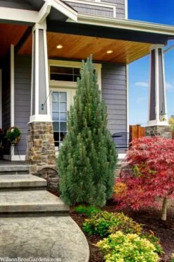 Frank's Columnar Austrian Black Pine (Pinus Nigra) - 6 Gallon Pot -Plant Shop pinus nigra frank columnar austrian pine 3