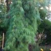 Angel Falls Weeping Eastern White Pine - 7 Gallon Pot (5-6') -Plant Shop pinus strobus angel falls white pine 1