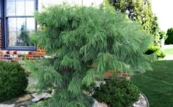 Angel Falls Weeping Eastern White Pine - 7 Gallon Pot (5-6') -Plant Shop pinus strobus angel falls white pine 3