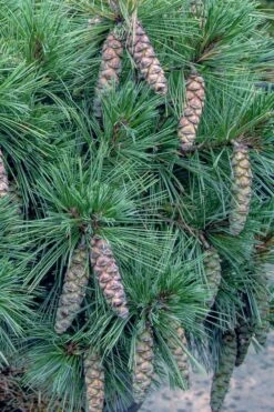 Coney Island White Pine - 2 Gallon Pot -Plant Shop pinus strobus coney island white pine 11