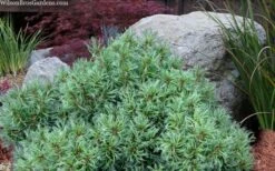 Vercurve Eastern White Pine (Pinus Strobus) - 3 Gallon Pot -Plant Shop pinus strobus vercurve twisted needle dwarf eatern white pine 6