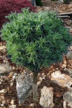 Wiggles Eastern White Pine (Single Trunk Topiary Tree) - 3 Gallon Pot -Plant Shop pinus strobus wiggles eastern white pine 10