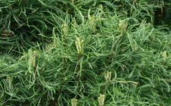 Wiggles Eastern White Pine (Pinus Strobus) - 3 Gallon Pot -Plant Shop pinus strobus wiggles eastern white pine 4 1