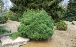 Wiggles Eastern White Pine (Pinus Strobus) - 3 Gallon Pot -Plant Shop pinus strobus wiggles eastern white pine 5