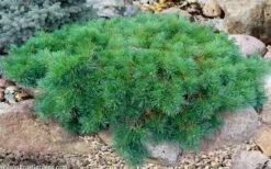 Hillside Creeper Scotch Pine (Pinus Sylvestris) - 6 Gallon Pot -Plant Shop pinus sylvestris hillside creeper 5