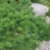 Hillside Creeper Scotch Pine (Pinus Sylvestris) - 6 Gallon Pot
