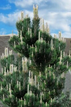 Kotobuki Japanese Black Pine (Pinus Thunbergii) - 5 Gallon Pot -Plant Shop pinus thunbergii kotobuki japanese black pine 2