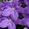 Pop Star Blue Balloon Flower (Platycodon) - 5 Pack Of Quart Pots -Plant Shop platycodon pop star blue balloon flower 13 1