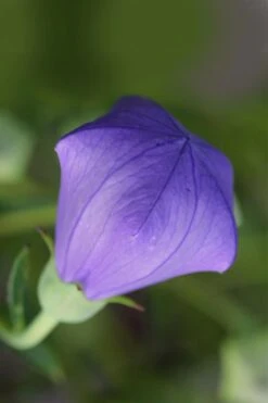 Pop Star Blue Balloon Flower (Platycodon) - 5 Pack Of Quart Pots -Plant Shop platycodon pop star blue balloon flower 2 1