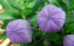 Pop Star Blue Balloon Flower (Platycodon) - 5 Pack Of Quart Pots -Plant Shop platycodon pop star blue balloon flower 4 1