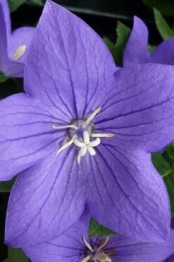 Pop Star Blue Balloon Flower (Platycodon) - 5 Pack Of Quart Pots -Plant Shop platycodon pop star blue balloon flower 5 1