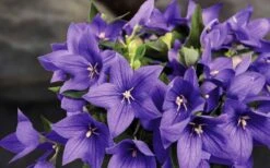 Pop Star Blue Balloon Flower (Platycodon) - 5 Pack Of Quart Pots -Plant Shop platycodon pop star blue balloon flower 8 1