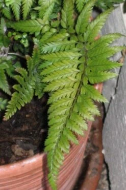 Korean Rock Fern - 6 Pack Of 1 Gallon Pots -Plant Shop polystichum tsus simense korean rock fern 1