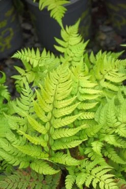 Korean Rock Fern - 1 Gallon Pot -Plant Shop polystichum tsus simense korean rock fern 4 1