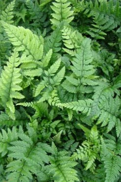 Korean Rock Fern - 6 Pack Of 1 Gallon Pots -Plant Shop polystichum tsus simense korean rock fern 5