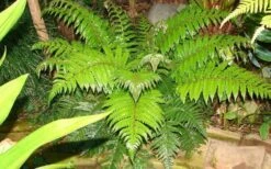 Korean Rock Fern - 6 Pack Of 1 Gallon Pots -Plant Shop polystichum tsus simense korean rock fern 6