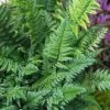 Korean Rock Fern - 1 Gallon Pot -Plant Shop polystichum tsus simense korean rock fern 8 1