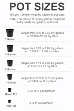 Elizabeth Magnolia (Tulip Tree) - 5 Gallon Pot -Plant Shop pot size chart 2022 386