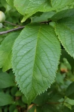 American Wild Plum Tree (Prunus Americana) - 1 Gallon Pot 16 American Wild Plum Tree (Prunus Americana) - 1 Gallon Pot -Plant Shop prunus americana american wild plum tree 10