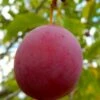 American Wild Plum Tree (Prunus Americana) - 1 Gallon Pot -Plant Shop prunus americana american wild plum tree 3