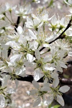 American Wild Plum Tree (Prunus Americana) - 1 Gallon Pot 13 American Wild Plum Tree (Prunus Americana) - 1 Gallon Pot -Plant Shop prunus americana american wild plum tree 5