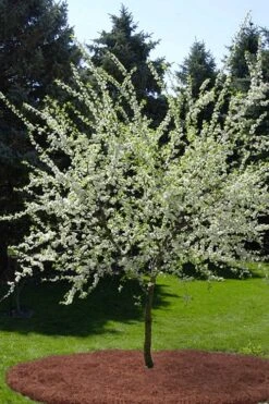 American Wild Plum Tree (Prunus Americana) - 1 Gallon Pot 15 American Wild Plum Tree (Prunus Americana) - 1 Gallon Pot -Plant Shop prunus americana american wild plum tree 9