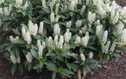 Zabel Laurel (Prunus Laurocersasus 'Zabeliana') - 6 Pack Of 1 Gallon Pots 11 Zabel Laurel (Prunus Laurocersasus 'Zabeliana') - 6 Pack Of 1 Gallon Pots -Plant Shop prunus laurocerasus zabeliana zabel cherry laurel 1