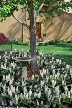 Zabel Laurel (Prunus Laurocersasus 'Zabeliana') - 6 Pack Of 1 Gallon Pots 10 Zabel Laurel (Prunus Laurocersasus 'Zabeliana') - 6 Pack Of 1 Gallon Pots -Plant Shop prunus laurocerasus zabeliana zabel cherry laurel 2