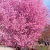 Okame Pink Flowering Cherry Tree - 5 Gallon Pot -Plant Shop prunus okame flowering cherry 10