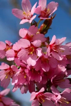 Okame Pink Flowering Cherry Tree - 5 Gallon Pot -Plant Shop prunus okame flowering cherry 6