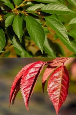 Okame Pink Flowering Cherry Tree - 5 Gallon Pot -Plant Shop prunus okame flowering cherry 7