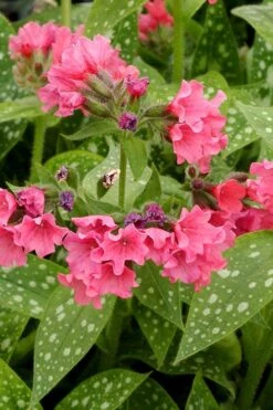 Shrimps On The Barbie Pulmonaria (Bethlehem Sage) - 6 Pack Of 1 Gallon Pots 13 Shrimps On The Barbie Pulmonaria (Bethlehem Sage) - 6 Pack Of 1 Gallon Pots -Plant Shop pulmonaria shrimps on the barbie lungwort 4