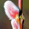 French Pink Pussy Willow - 3 Gallon Pot -Plant Shop pussy willow french pink 20
