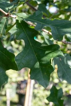 Overcup Oak Tree (Quercus Lyrata) - 1 Gallon Pot -Plant Shop quercus lyrata overcup oak acorn leaf 1
