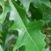 Overcup Oak Tree (Quercus Lyrata) - 3 Gallon Pot -Plant Shop quercus lyrata overcup oak acorn leaf 2 1
