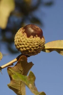Overcup Oak Tree (Quercus Lyrata) - 1 Gallon Pot -Plant Shop quercus lyrata overcup oak acorn nut 1