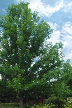 Overcup Oak Tree (Quercus Lyrata) - 1 Gallon Pot -Plant Shop quercus lyrata overcup oak acorn tree 1