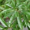 Willow Oak Tree (Quercus Phellos) - 1 Gallon Pot 1 Willow Oak Tree (Quercus Phellos) - 1 Gallon Pot -Plant Shop quercus phellos willow leaves 1