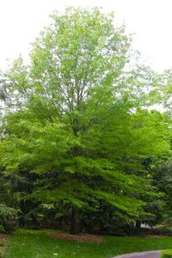Willow Oak Tree (Quercus Phellos) - 1 Gallon Pot -Plant Shop quercus phellos willow oak tree 2