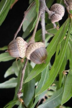 Willow Oak Tree (Quercus Phellos) - 1 Gallon Pot -Plant Shop quercus phellos willow oak tree acorn nut
