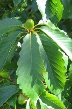 Chestnut Oak Tree (Quercus Prinus) - 1 Gallon Pot 14 Chestnut Oak Tree (Quercus Prinus) - 1 Gallon Pot -Plant Shop quercus prinus northern chestnut oak leaves 2