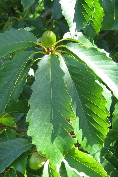 Chestnut Oak Tree (Quercus Prinus) - 1 Gallon Pot 7 Chestnut Oak Tree (Quercus Prinus) - 1 Gallon Pot - Image 5