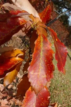 Chestnut Oak Tree (Quercus Prinus) - 1 Gallon Pot 15 Chestnut Oak Tree (Quercus Prinus) - 1 Gallon Pot -Plant Shop quercus prinus northern chestnut oak leaves fall 2
