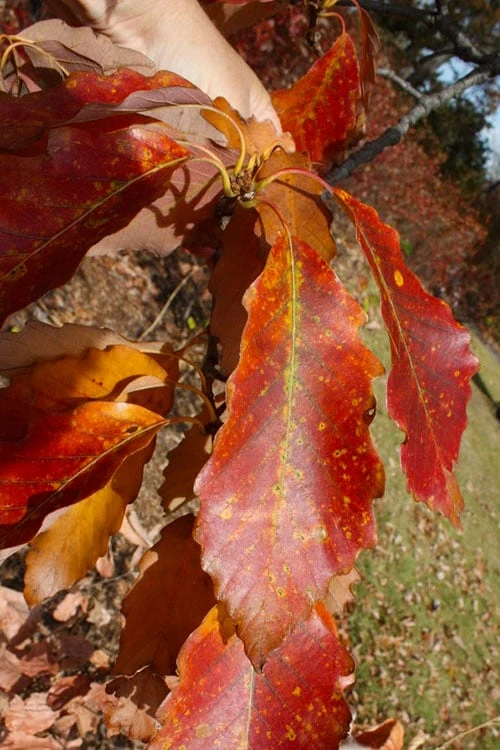 Chestnut Oak Tree (Quercus Prinus) - 1 Gallon Pot 8 Chestnut Oak Tree (Quercus Prinus) - 1 Gallon Pot - Image 6