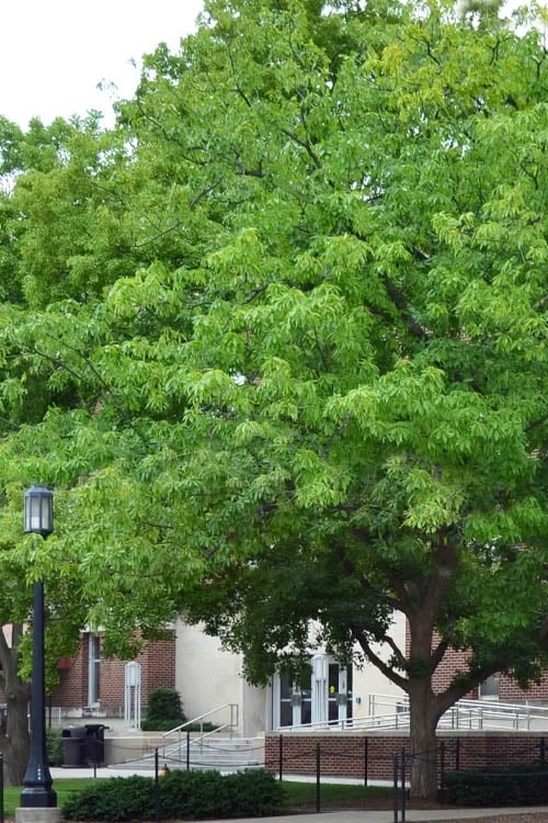 Chestnut Oak Tree (Quercus Prinus) - 1 Gallon Pot 3 Chestnut Oak Tree (Quercus Prinus) - 1 Gallon Pot