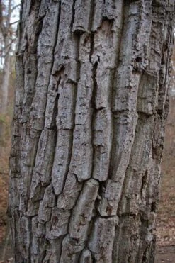 Chestnut Oak Tree (Quercus Prinus) - 1 Gallon Pot 17 Chestnut Oak Tree (Quercus Prinus) - 1 Gallon Pot -Plant Shop quercus prinus northern chestnut oak tree bark 2